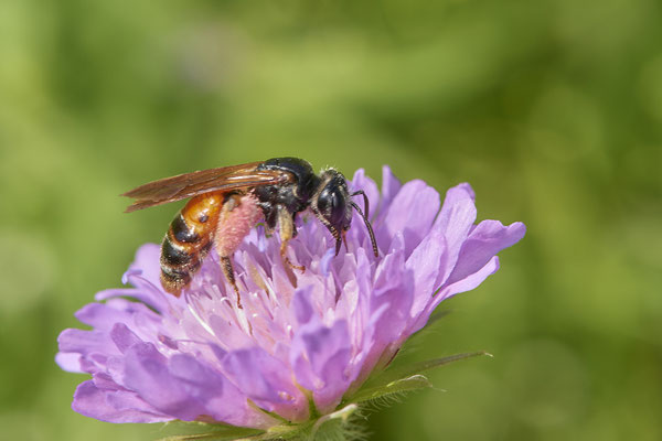 Nr.0930 - Andrena hattorfiana / Knautien-Sandbiene - OB Haus Ripshorst - 51°29`30.43" 6°54`05.41" - (28.06.2019)
