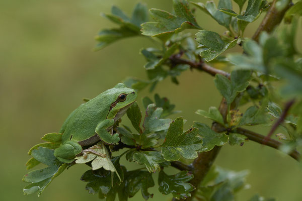 Laubfrosch - (20.08.2021)