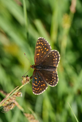 Baldrian-Scheckenfalter