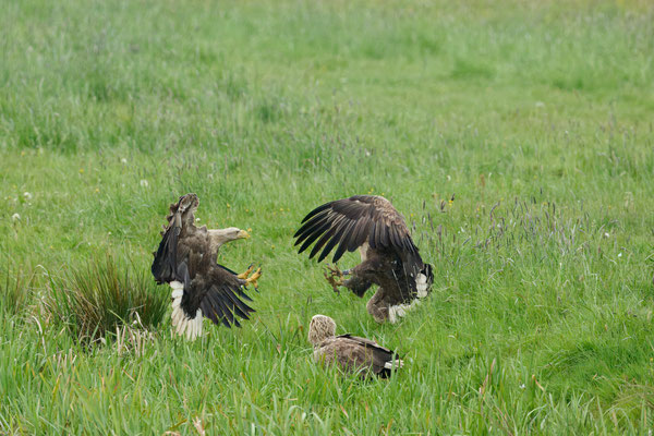Seeadler