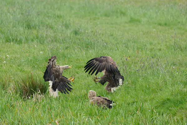 Seeadler