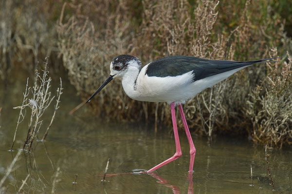 Stelzenläufer ( Naturpark Albufera )