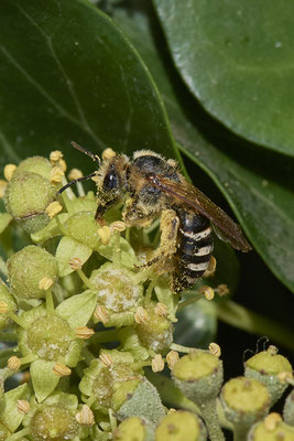 Nr.11-2/15 - Colletes hederae (Efeu-Seidenbiene) - Mönchengladbach (08.10.2018)