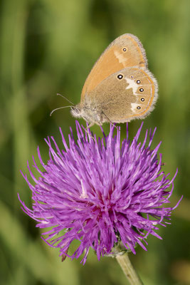 Rostbraunes Wiesenvögelchen