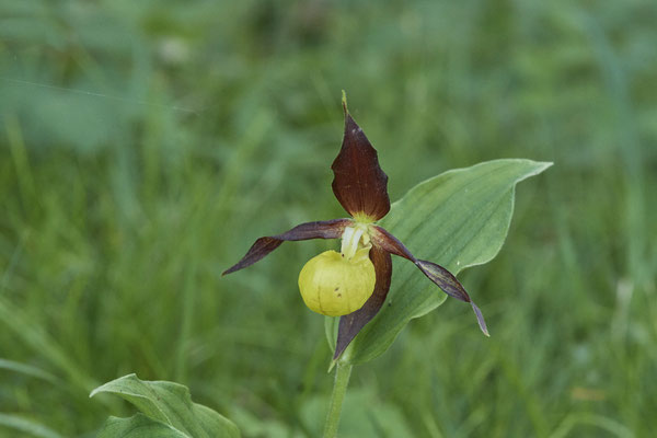 Orchidee Frauenschuh - Vom 13.6. bis 20.6.2021 Urlaub im Allgäu