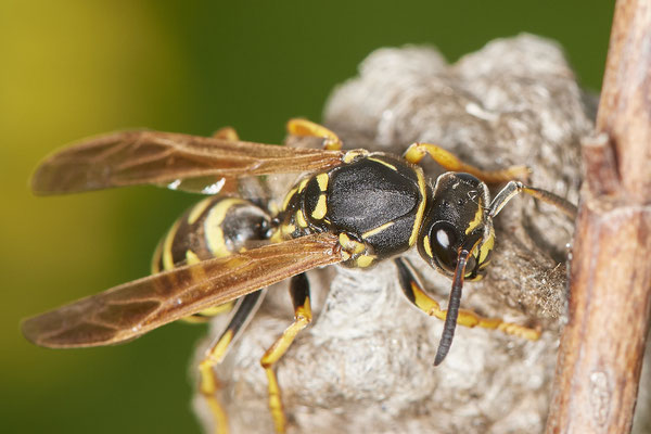 Polistes albellus - LMB - 51°29`17.50" 6°53`52.16" - (12.05.2021)