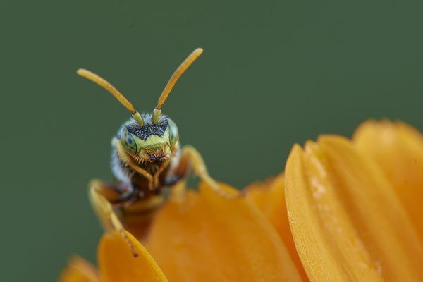 Nr.1001 - Nomada fucata / Gewöhnliche Wespenbiene - Geestland Am Ochsenturm - 53°36`53.27" 8°31`02.53" - (23.07.2019)