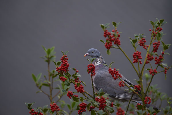 Ringeltaube im Garten - (19.10.2019)