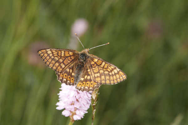28 - Euphydryas aurinia / Skabiosen-Scheckenfalte oder auch Goldener Scheckenfalter - Vom 13.6. bis 20.6.2021 Urlaub im Allgäu