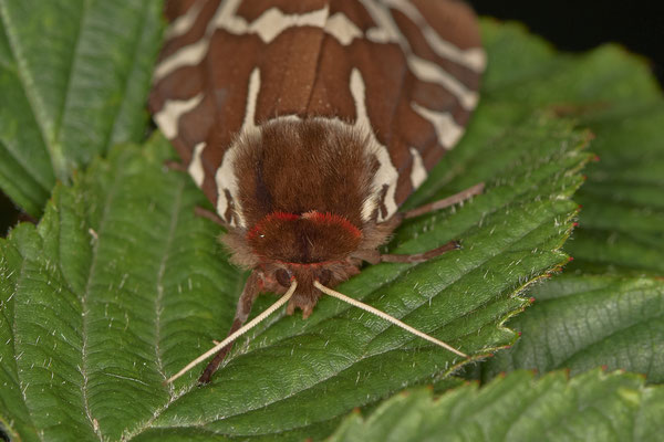 Brauner Bär - Hünxe Gartroper Mühlenbach - Rote Liste BRD - (31.07.2020)