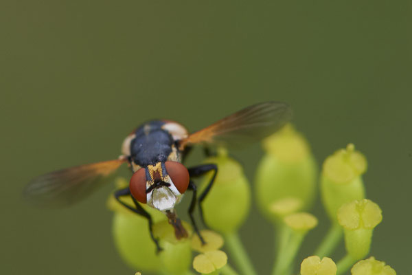 Nr.1125 - Gymnosoma rotundatum / Raupenfliege - OB Zeche Sterkrade - 51°31`11.24" 6°50`15.70" - (10.08.2019)