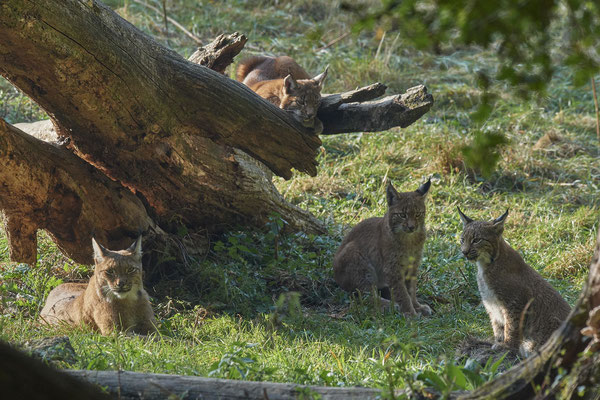 Luchs - 2ter Tag im Biotopwildpark Anholter Schweiz - (22.09.2020)