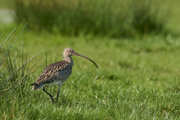 Großer Brachvogel