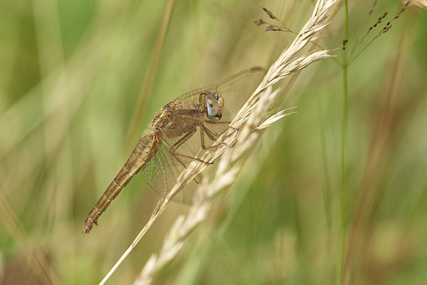Feuerlibelle