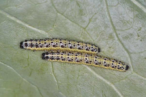 Kohlweißling - Raupen - (16.09.2021) - Gefunden am Kohlrabi im Garten