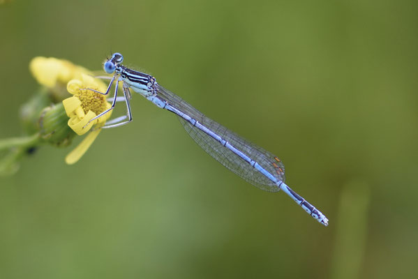 Blaue-Federlibelle