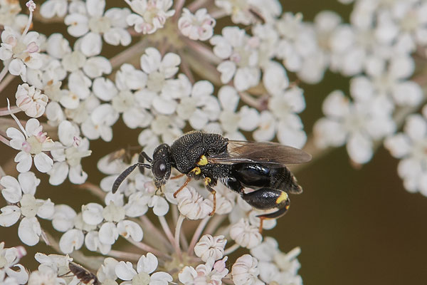 Nr.1323 - Brachymeria minuta / Erzwespe - DIN Emschermündung - 51°33`43.02" 6°41`27.86" - (18.09.2019)