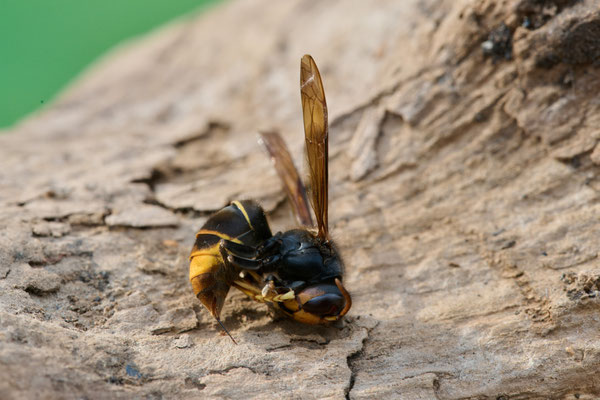 Asiatische Hornisse