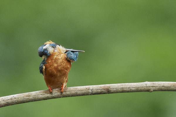 Eisvogel - schön zu Beobachten wie beweglich der Kleine ist - (22.05.2020)