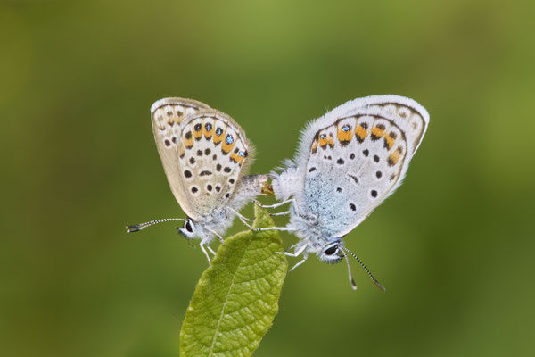 Argus-Bläuling - (Urlaub im Allgäu / Bayern vom  30.06. bis 09.07.2023)
