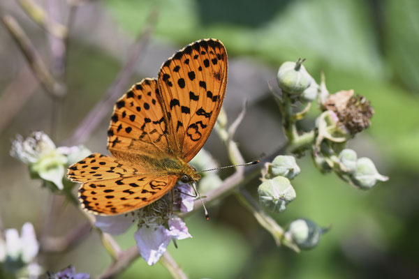 Brombeer-Perlmuttfalter - (Urlaub Mosel Valwig vom  08.06. bis 11.06.2023 mit der Nabu Herne)