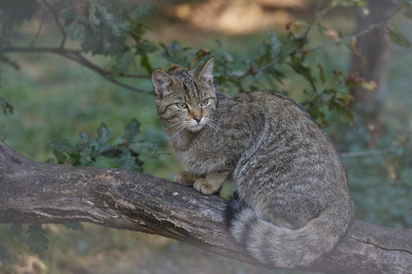 Europäische Wildkatze - 2ter Tag im Biotopwildpark Anholter Schweiz - (22.09.2020)