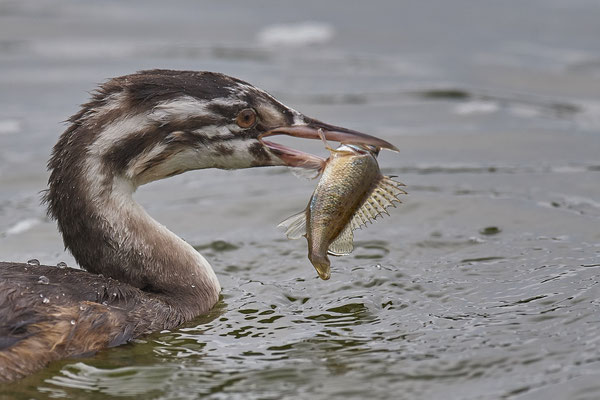 Junger Haubentaucher mit einem Barsch