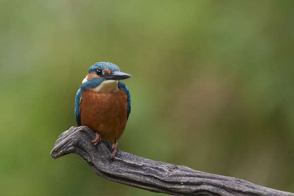 Eisvogel - Holland - (25.09.2020)