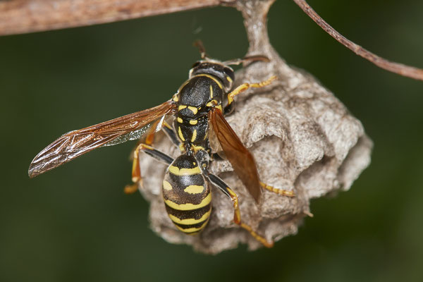 Polistes albellus - LMB - 51°29`17.50" 6°53`52.16" - (12.05.2021) - Das Foto ist um ca. 90° gedreht