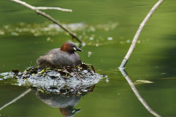 Nestbau beim Zwergtaucher