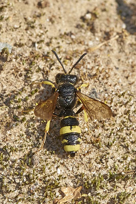 Nr.16-2/06 - Cerceris rybyensis f - OB/E-LMB - (15.10.2018)