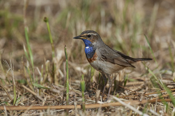 Blaukehlchen - bei Reuver in NL -  (26.05.2020)