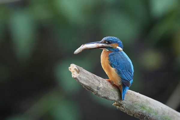 Eisvogel - (26.05.2020) - mit jungem Hecht als Beute