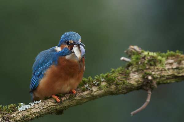 Serie vom Eisvogelmann - heute im Garten - (25.11.2019)