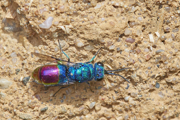 Nr.0600 - Chrysis fulgida / Blaugrünrote Goldwespe - Nabu-Naturschutzhof Nettetal - 51°19`29.92" 6°15`01.26" - (23.05.2019)