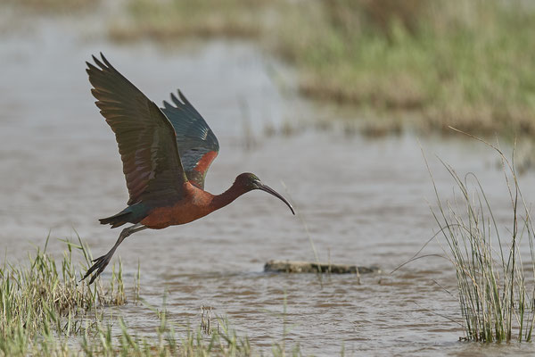 Brauner-Sichler ( Naturpark Albufera )