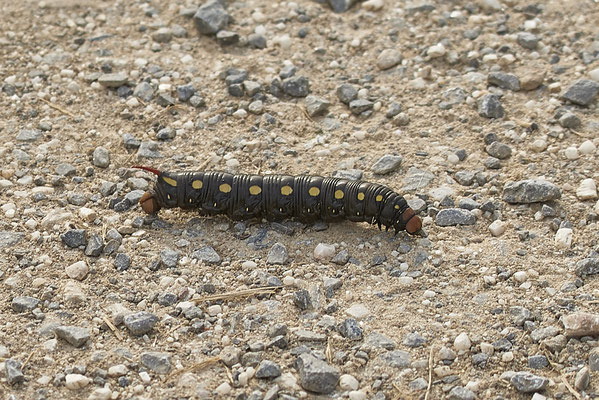 Labkrautschwärmer-Mülheim
