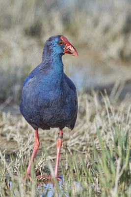 Purpurhuhn ( Naturpark Albufera )