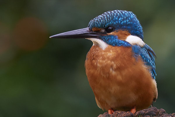 Eisvogel - Männchen im Garten - (11.10.2019)