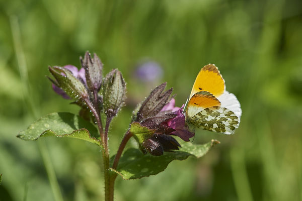 Aurorafalter - tief in der Blüte - (24.04.2021)