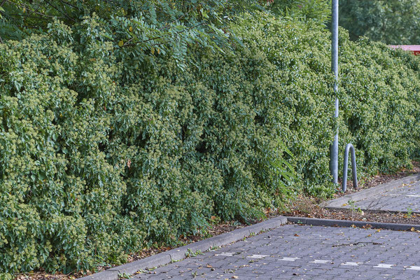Nr. 5-1/01 - OB Weiherstraße-116 auf dem Parkplatz Netto (24.09.2018)