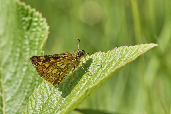 Gelbwürfeliger Dickkopffalter - Vom 13.6. bis 20.6.2021 Urlaub im Allgäu