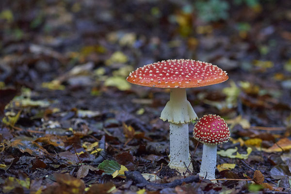 Fliegenpilze am Rotbach Kirchhellener Heide - (30.09.2019)