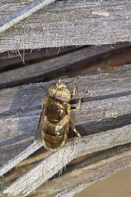 Nr.1217 - Eristalinus aeneus / Glänzende Faulschlammschwebfliege - WES Rheinbrücke Büdericher Insel - 51°38`40.99" 6°36`30.54" - (30.08.2019)