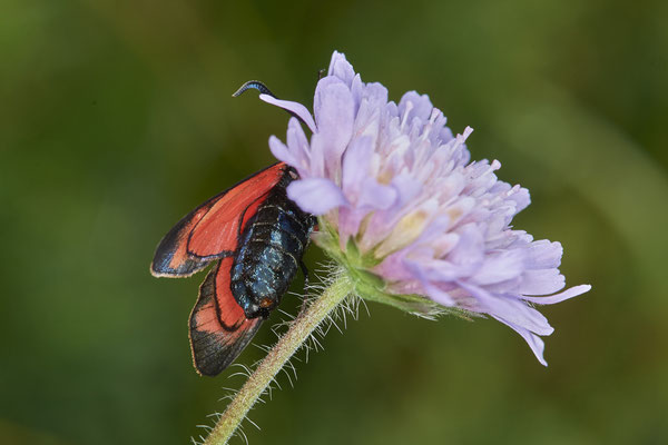 Sechfleck-Widderchen - Am Rheindamm hinter Bislich - (26.06.2021)