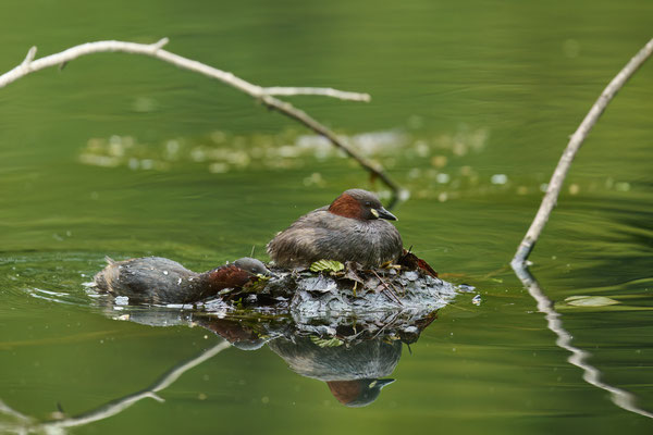 Nestbau beim Zwergtaucher