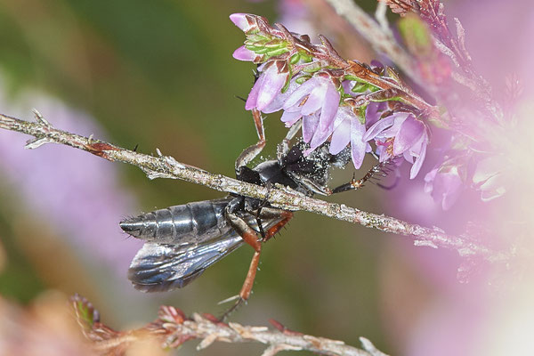 Nr.1143 - Episyron rufipes / Rotbeinige Wegwespe - Hünxe Kaninchenberge - 51°37`33.50" 6°41`44.27" - (11.08.2019)