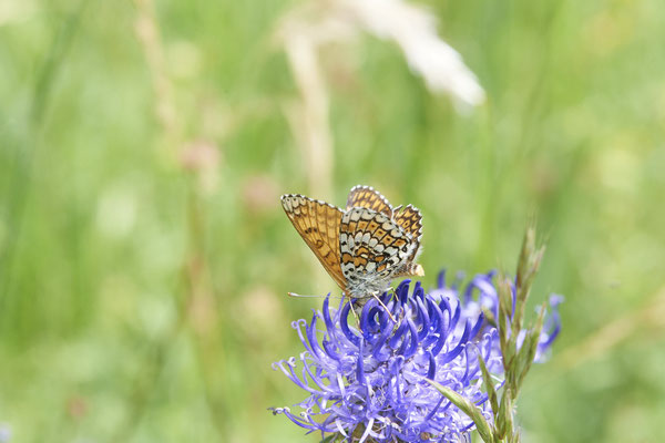 Wegerich-Scheckenfalter - Auf Schmetterlingstour in der Eifel: Kalvarienberg und Lambertstal - (29.05. bis 03.06.2022)