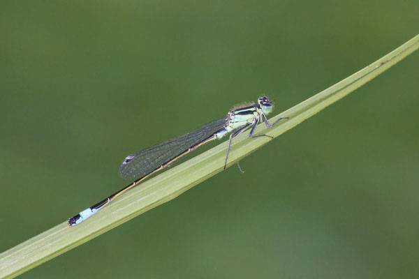 Große Pechlibelle am Gartenteich