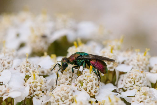Hedychrum rutilans